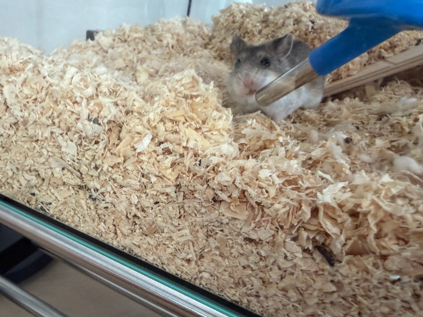 Toby de hamster. Inc kooi en alle benodigdheden, Dieren en Toebehoren, Knaagdieren, Hamster, Juni, Mannelijk, Tam