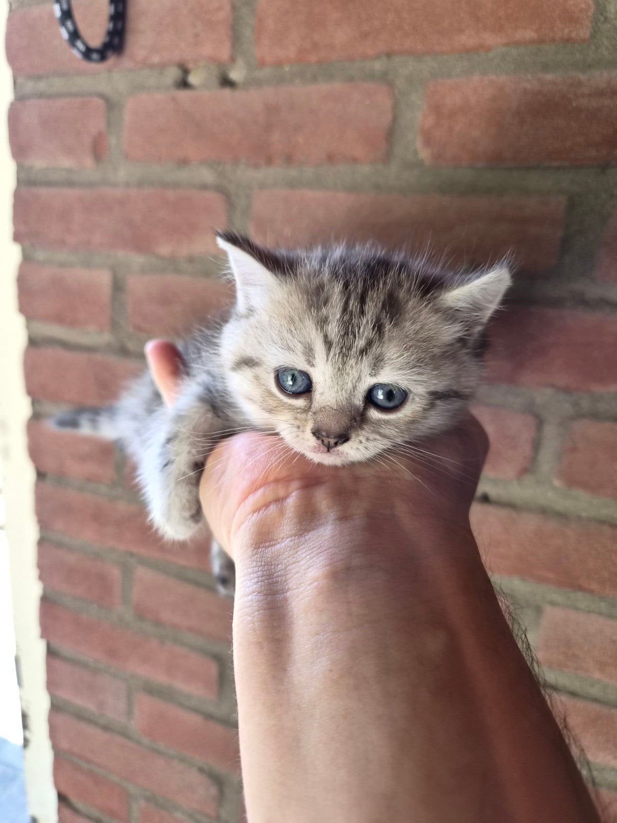 Een kitten dat een nieuw thuis zoekt, Dieren en Toebehoren, Poes, Met stamboom, 0 tot 2 jaar