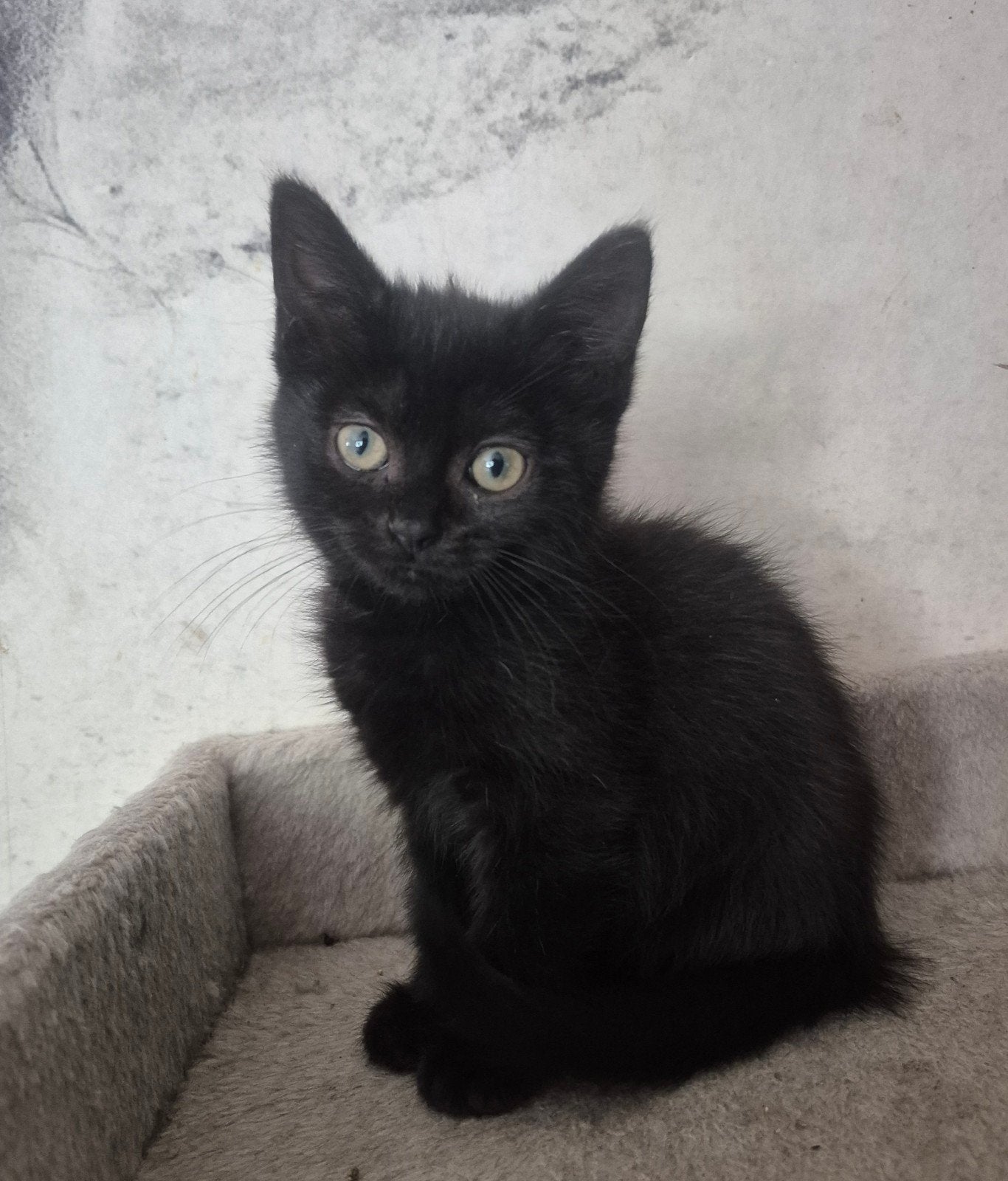 Nog 1 poesje! Britse korthaar/europese korthaar kittens., Gechipt