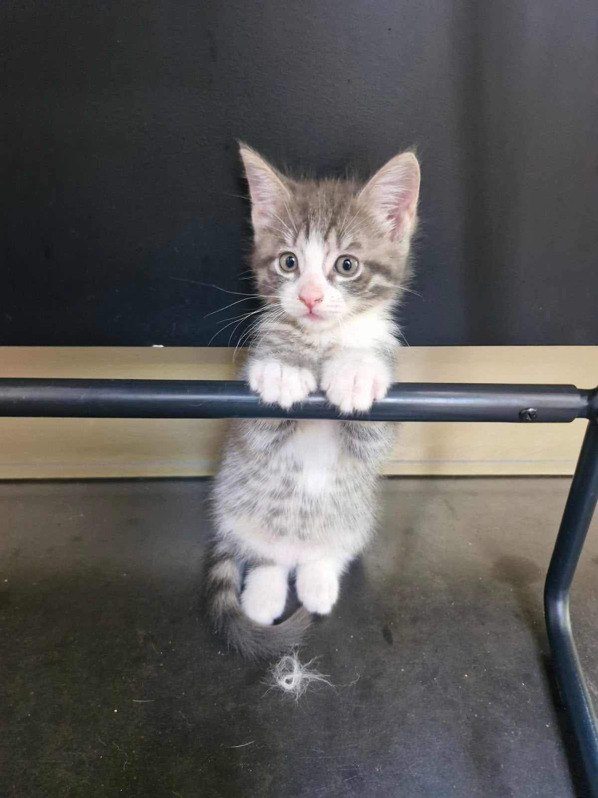 Siberische kat/Maine coon kitten, Meerdere dieren