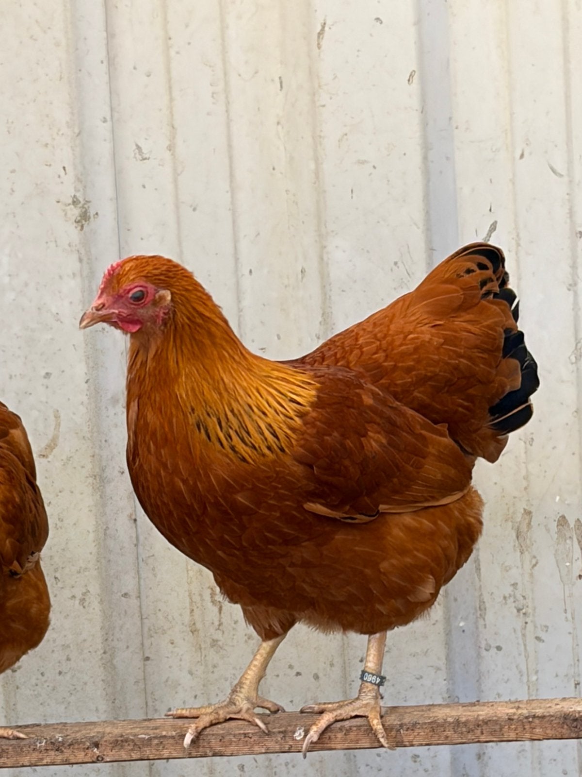 Prachtige New Hampshirekrielen, Dieren en Toebehoren, Meerdere dieren, Kip