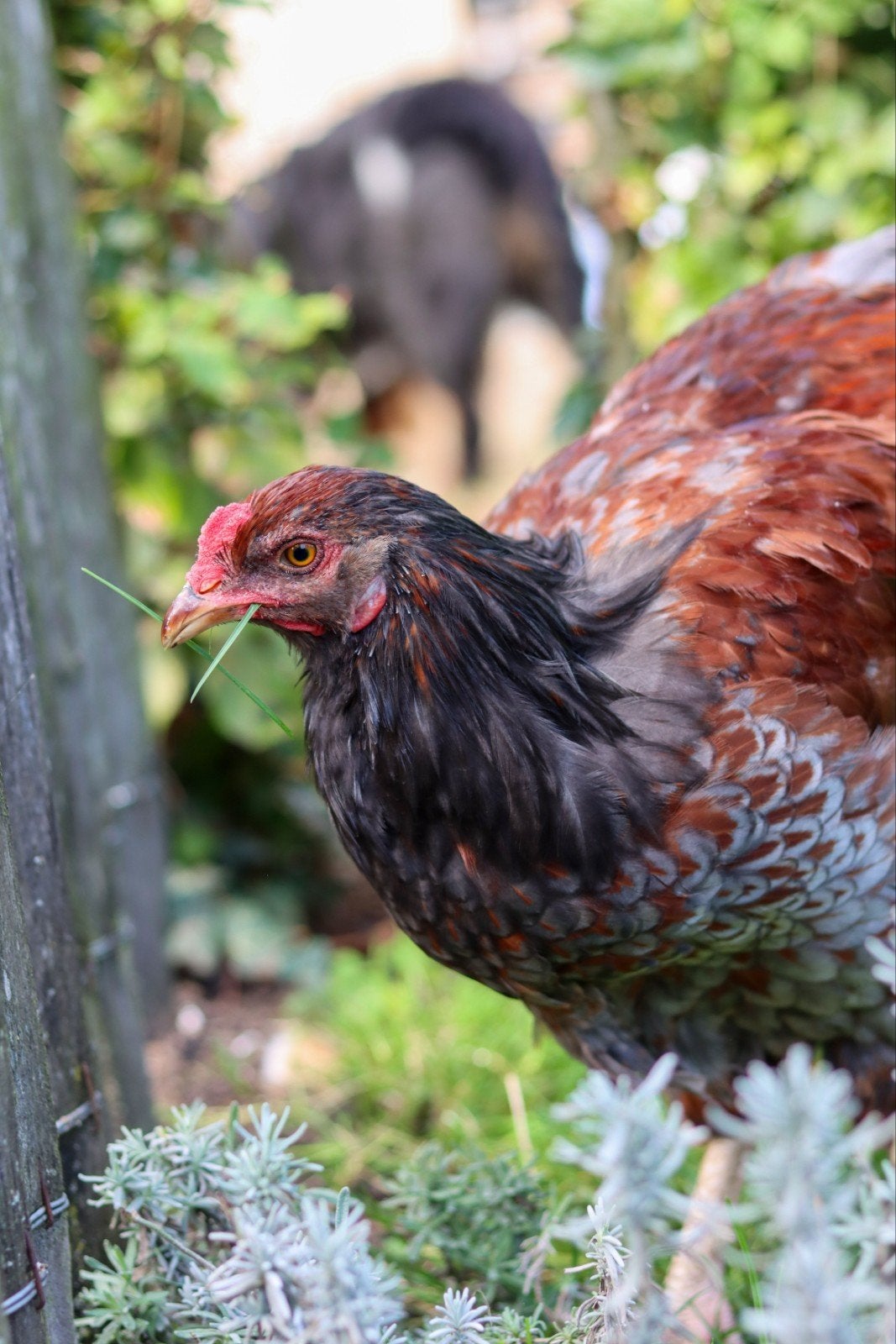 Mooie jonge haan - Orpington x Easter egger, Dieren en Toebehoren, Mannelijk, Kip