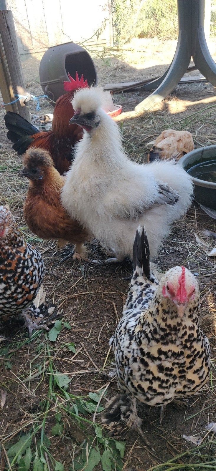 Zijdehoen hanen, Meerdere dieren, Kip
