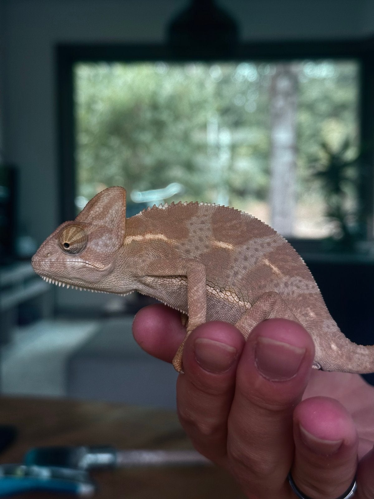 Yemen kameleon jong Chameleon photo 2