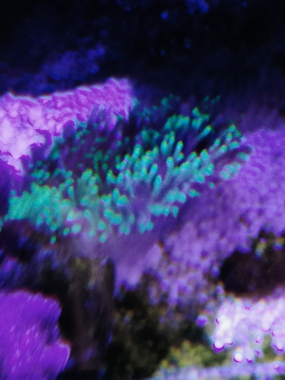 Koraal felgroene sinularia, briareum, Rhodactis indosinensis, Dieren en Toebehoren, Overige typen, Zoutwatervis