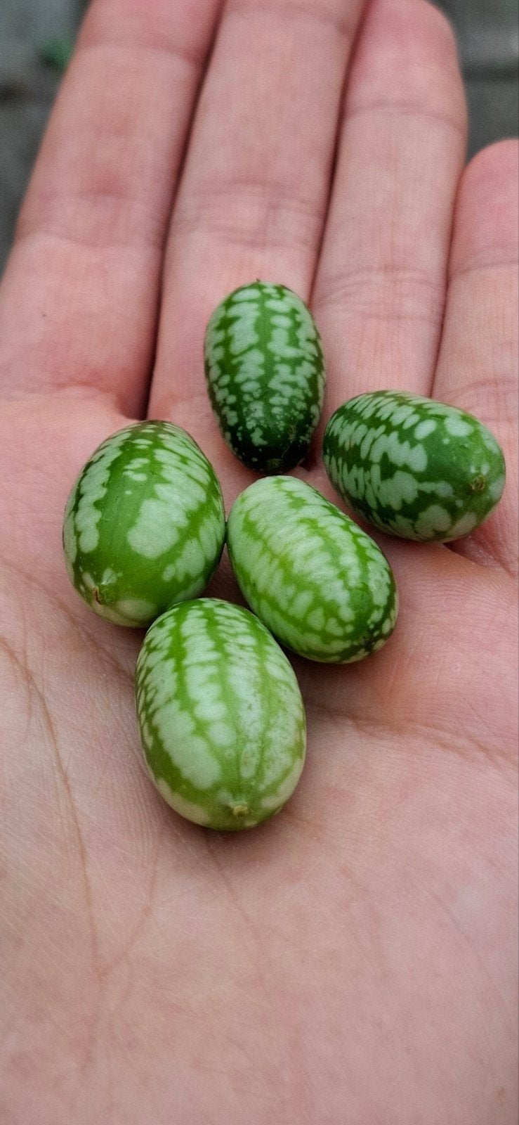 Mexicaanse komkomer 3 euro pk, Ophalen, Volle zon
