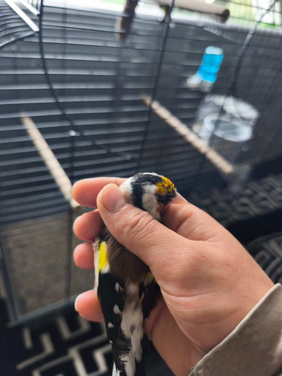 putters, Dieren en Toebehoren, Meerdere dieren, Wildzangvogel