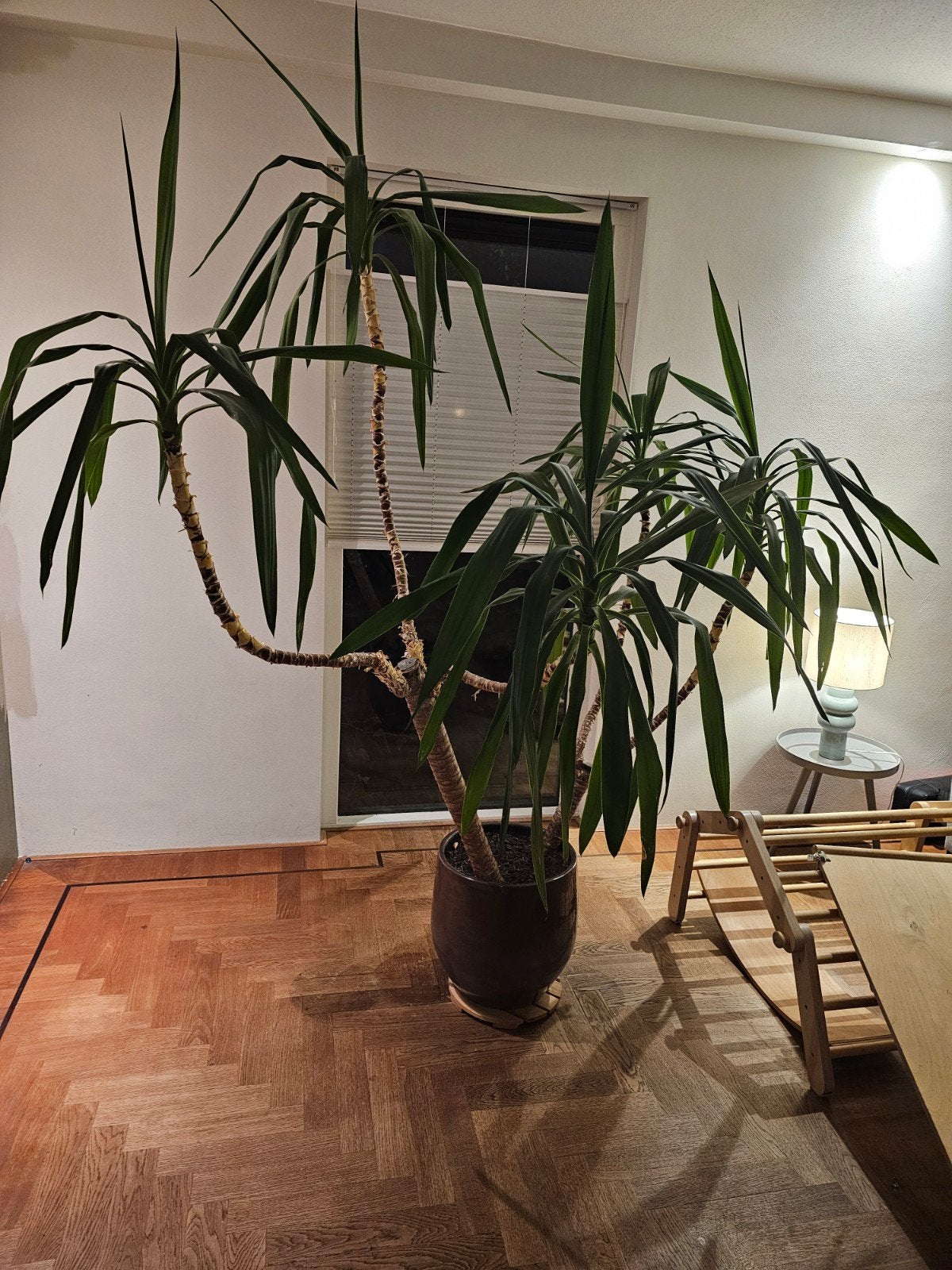 Grote Yucca kamerplant met pot, Ophalen, In pot, Yucca, 150 tot 200 cm
