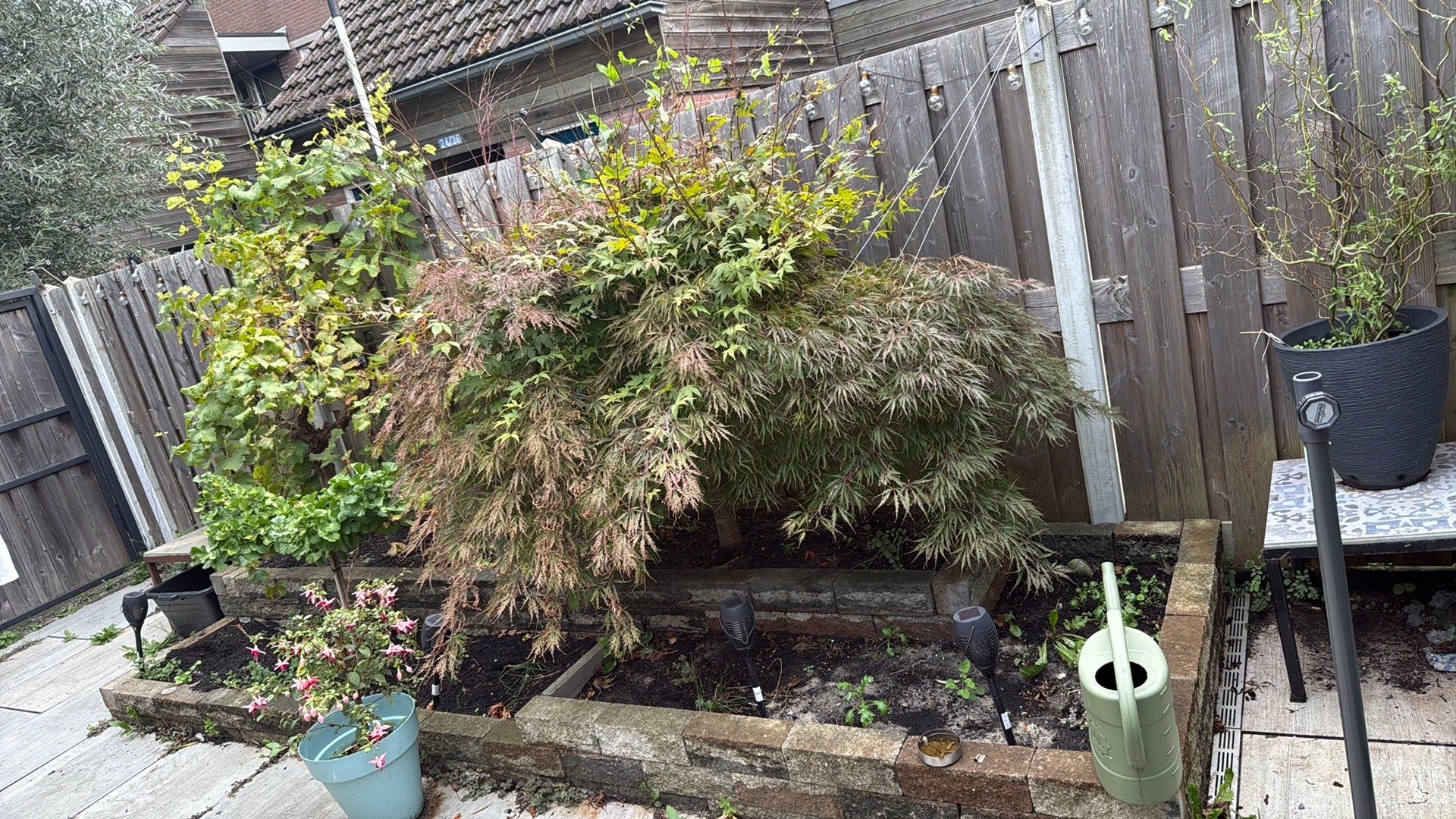 Grote japanse esdoorn en druivenplant, Tuin en Terras, Ophalen, 1 tot 2 meter, Minder dan 3 meter, Zo goed als nieuw