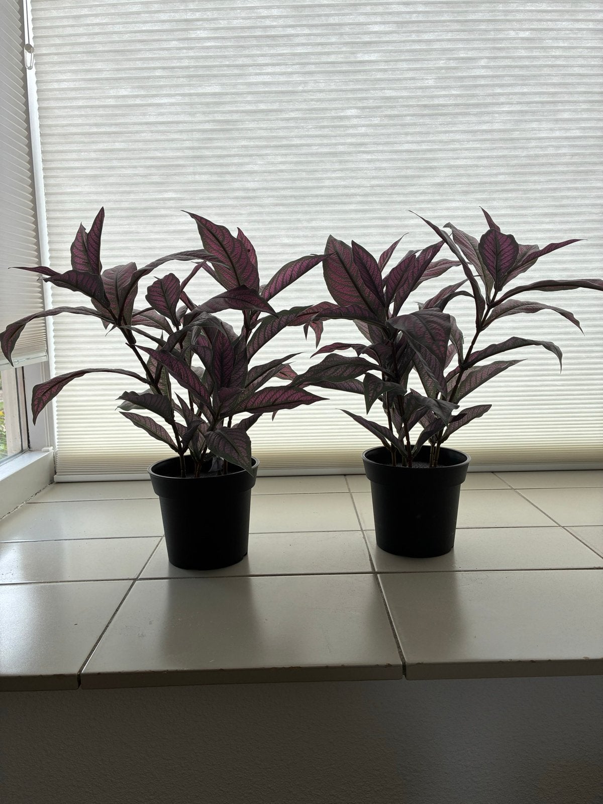 Set van 2 IKEA Fejka Perzisch Schild kunstplanten 45 cm hoog, Ophalen, Binnen, Kunstplant, Zo goed als nieuw