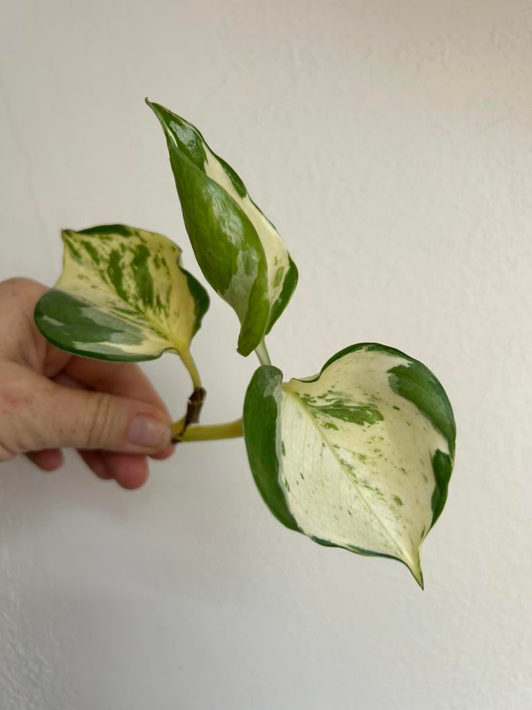 Epipremnum manjula/happy leaf, verse kopstek, Huis en Inrichting, Kamerplanten, Ophalen of Verzenden, Halfschaduw, Minder dan 100 cm