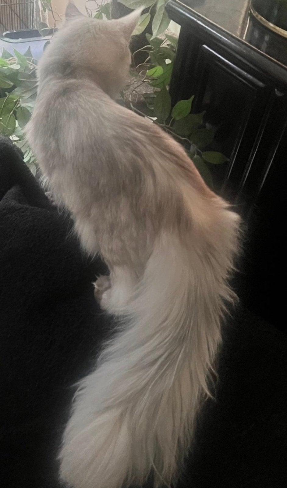 Nog 1 prachtig / Mainecoon x Britse  xxl kitten, Poes, Ontwormd, 0 tot 2 jaar