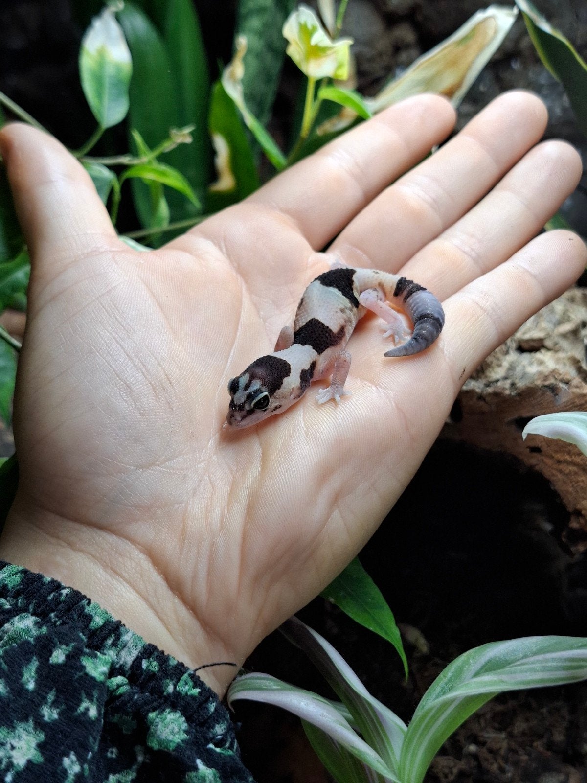 Vetstaartgekko vrouw, Hagedis, 0 tot 2 jaar