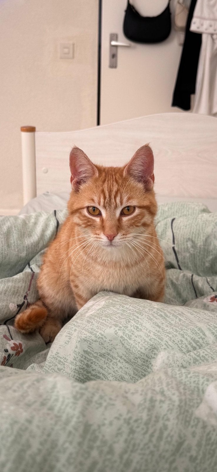 KAT RODE, Poes