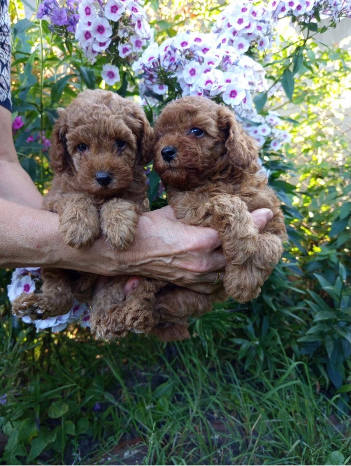 Toypoedel pups – reutje & teefje, Parvo, Overige rassen, 8 tot 15 weken, Meerdere