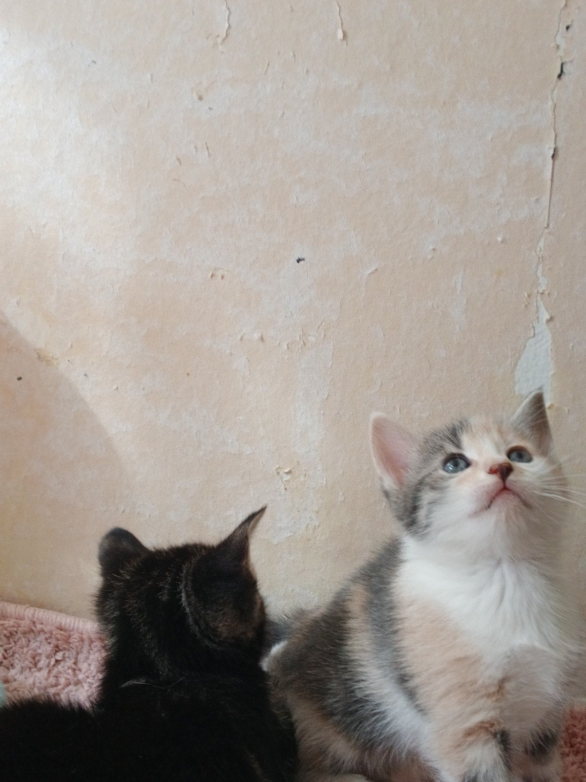 4 mooie kittens 2 tegelijk weg!, Poes
