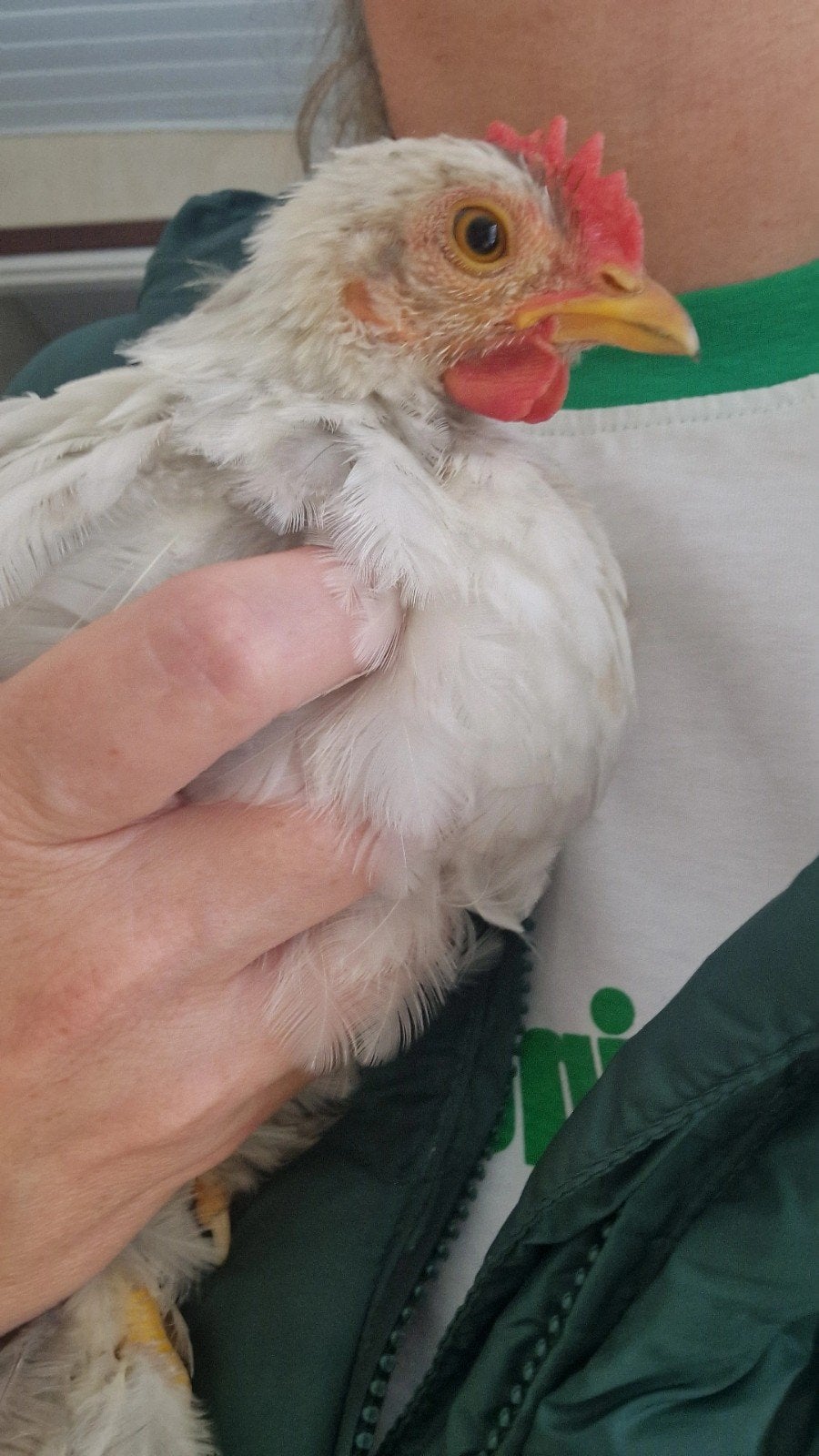 Super mooi en lief cochin haantje, Dieren en Toebehoren, Mannelijk, Kip