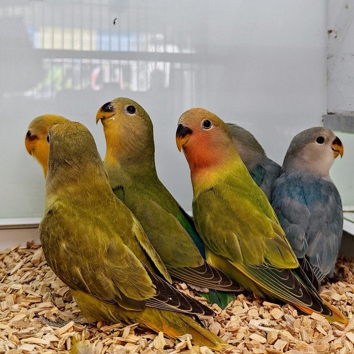 Agapornis roseicollie, Meerdere dieren, Dwergpapegaai of Agapornis, Tam