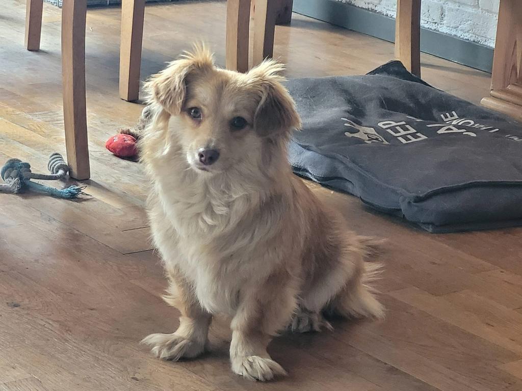 Minnie, cavalier x kokoni teefje gest 1 jaar, Dieren en Toebehoren, Honden | Niet-rashonden, Klein, Teef, Particulier, Eén hond