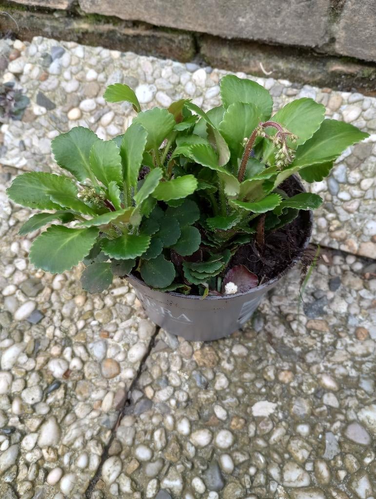 Saxifraga buitenplant, Vaste plant, Halfschaduw, Lente, Ophalen