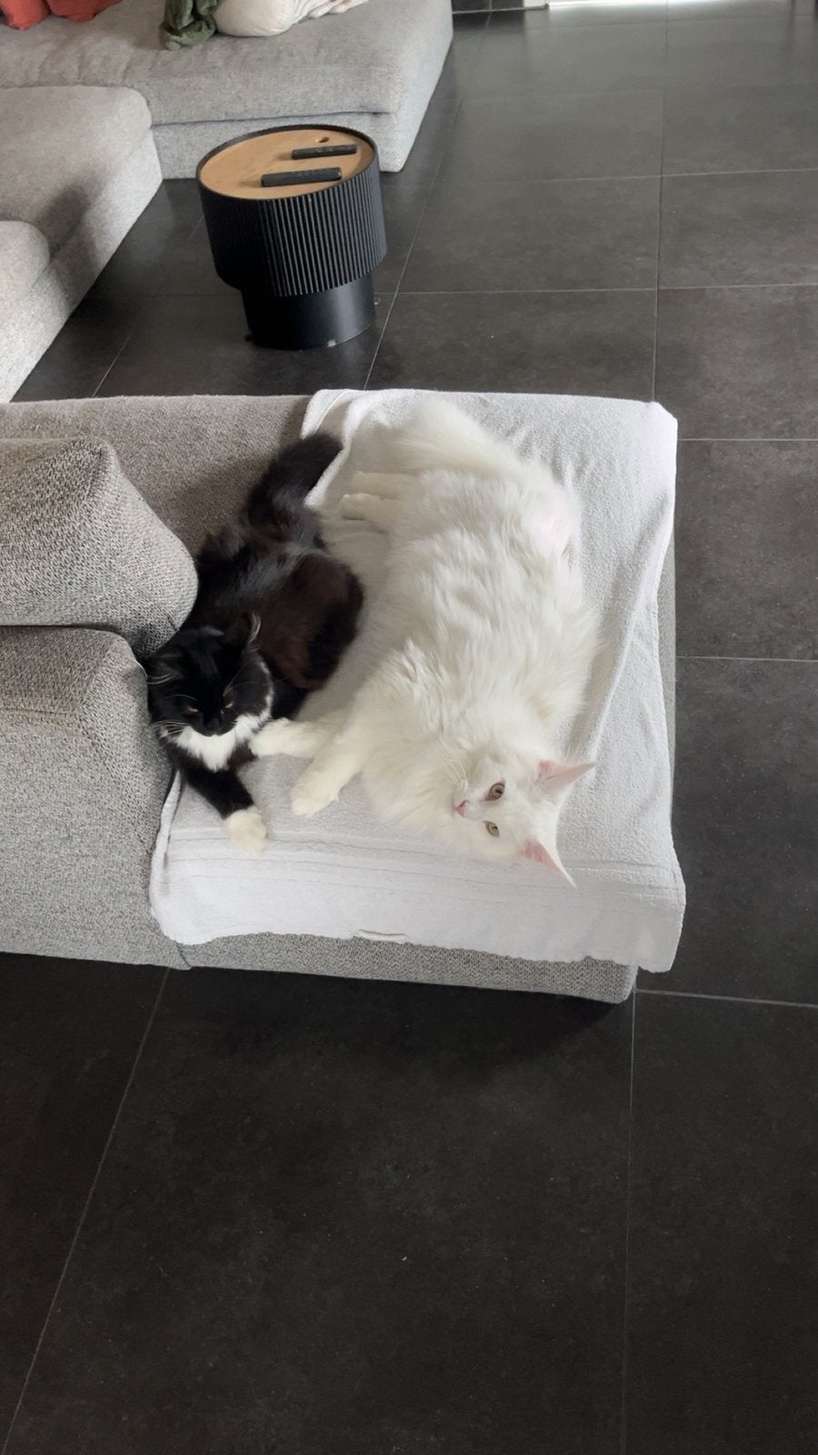 2 maine coons te koop, Poes