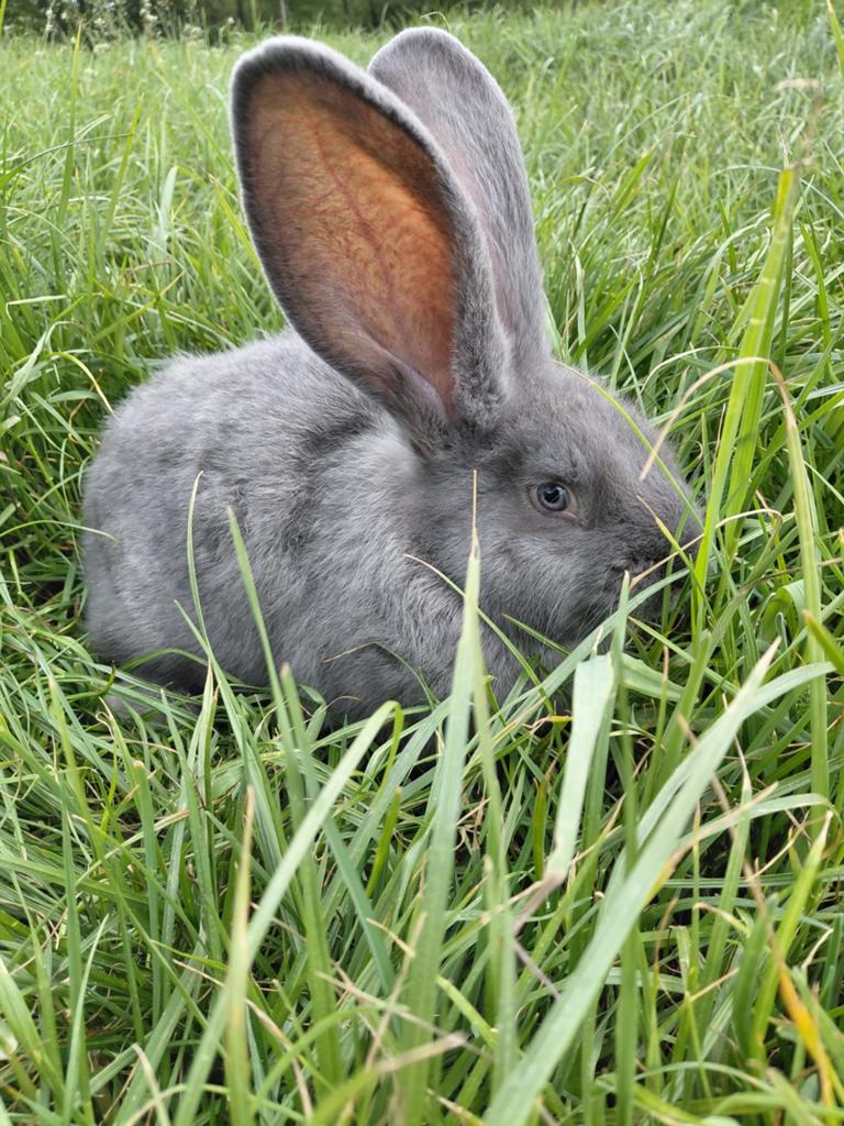 Duitse/vlaamse reus, Dieren en Toebehoren, Konijnen, Vrouwelijk, Groot