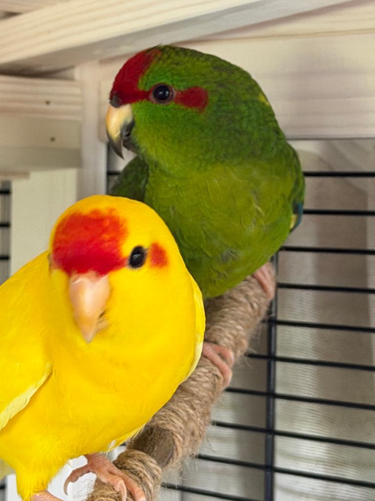 2 hele mooie kakariki’s met DNA certificaat, Dieren en Toebehoren, Vogels | Parkieten en Papegaaien, Mannelijk, Parkiet
