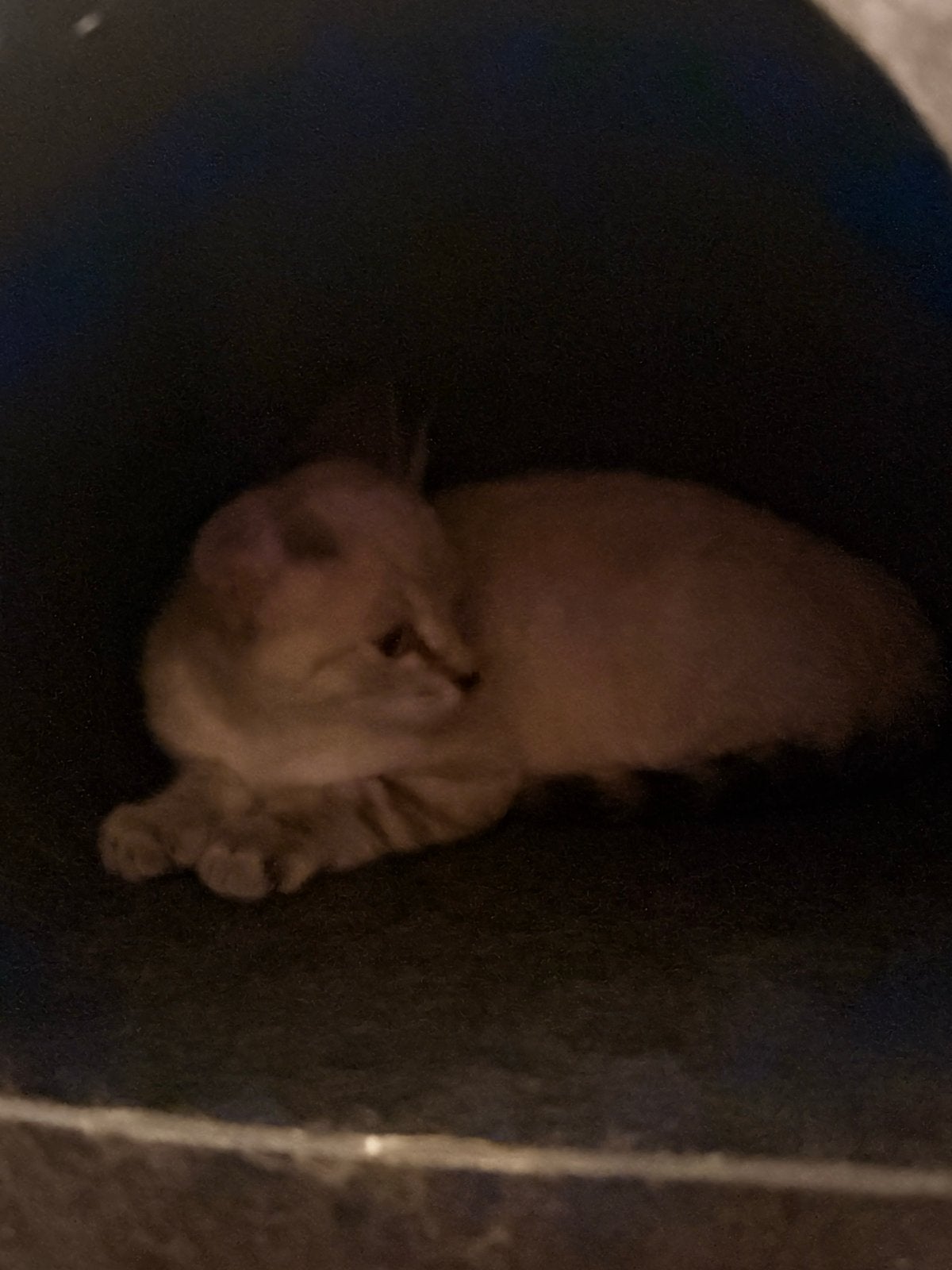 Kitten, Kater, Kortharig, 0 tot 2 jaar