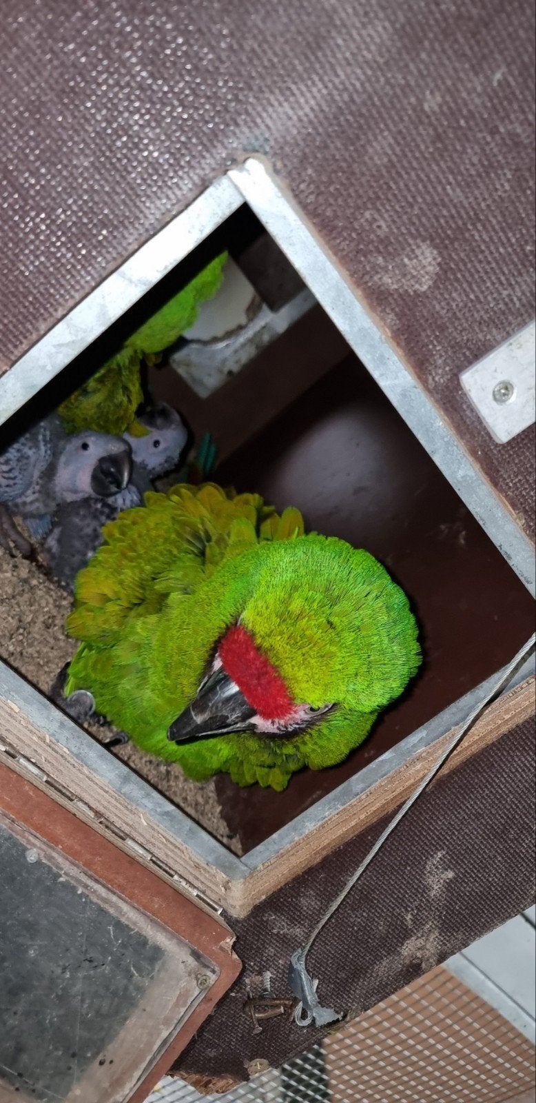 soldaten ara papegaaien, Dieren en Toebehoren, Meerdere dieren, Papegaai, Geringd