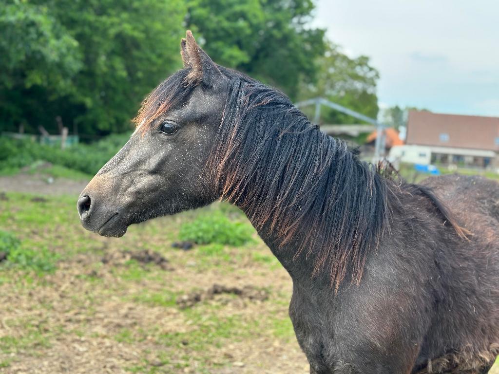 Welsh pony, Merrie, 0 tot 2 jaar, C pony (1.27m tot 1.37m), Gechipt