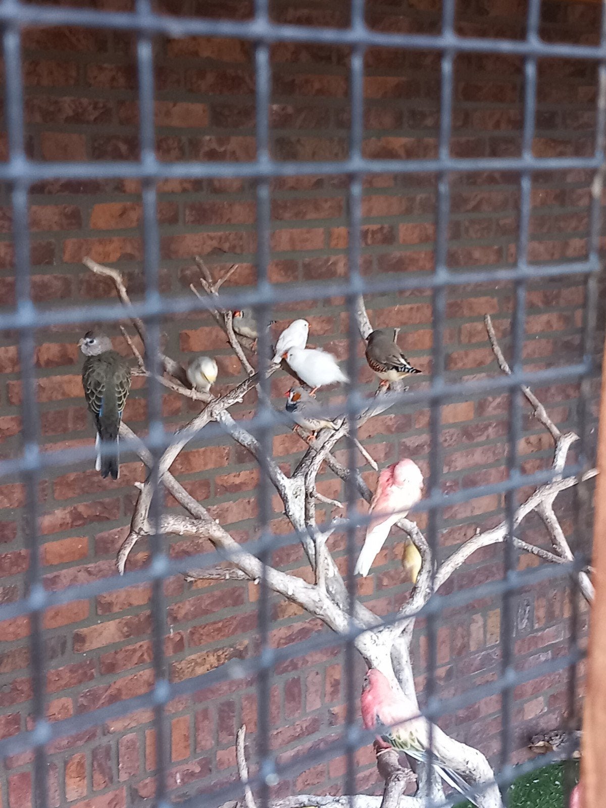 bourkesparkieten, Dieren en Toebehoren, Geslacht onbekend