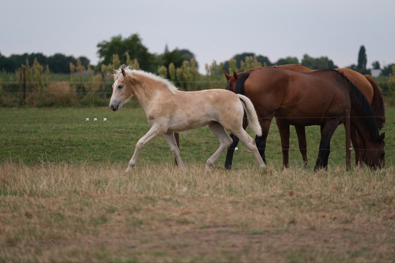 Haflinger merrie veulen, Dieren en Toebehoren, Merrie, Minder dan 160 cm, 0 tot 2 jaar, Met stamboom