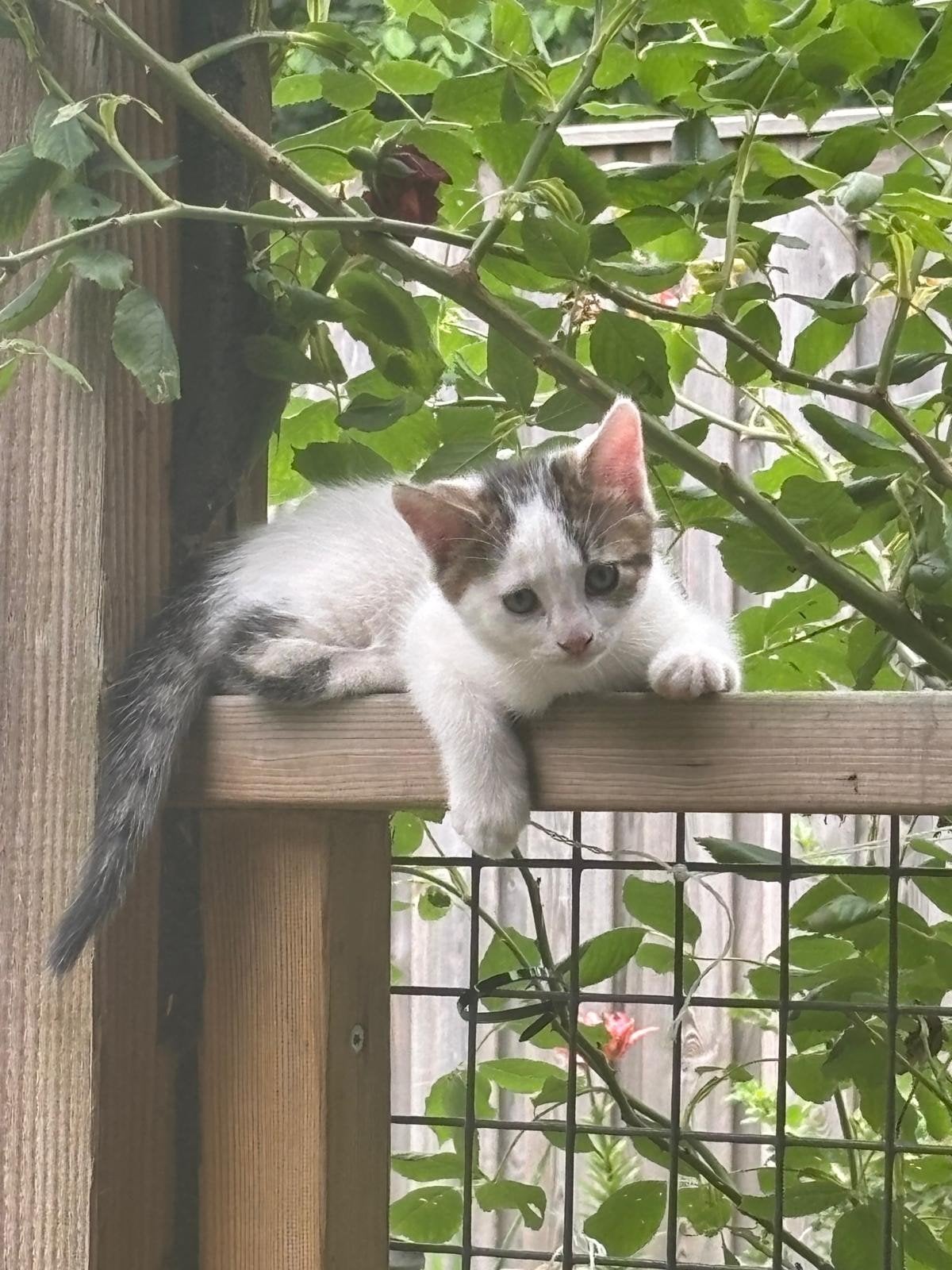 Kat katten kater poes poesje