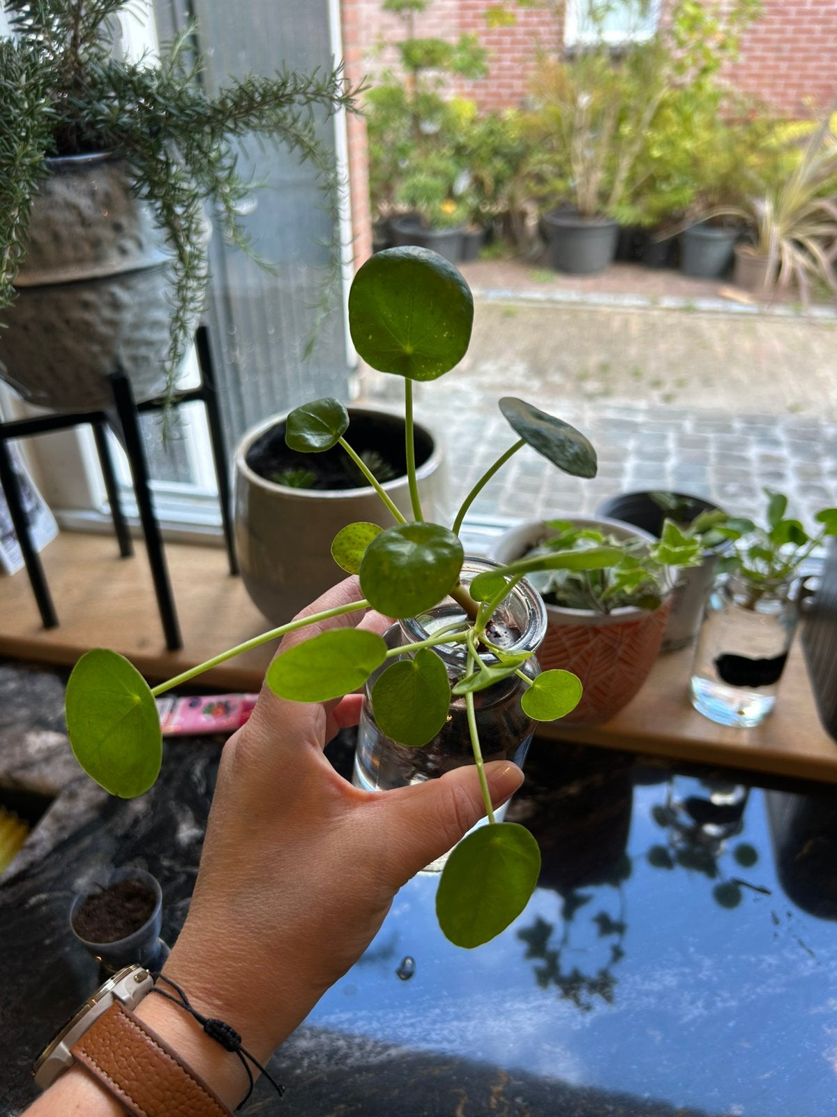 Stekken van de pannekoekenplant, Ophalen, Halfschaduw, Minder dan 100 cm