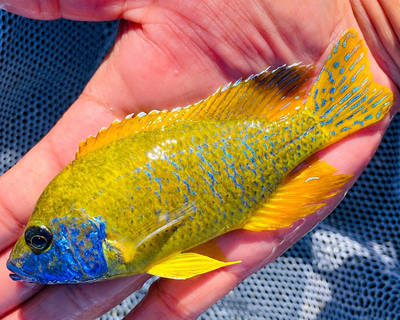 Aulonocara Maleri Gold Malawi Cichliden Showkwaliteit!!, Vis