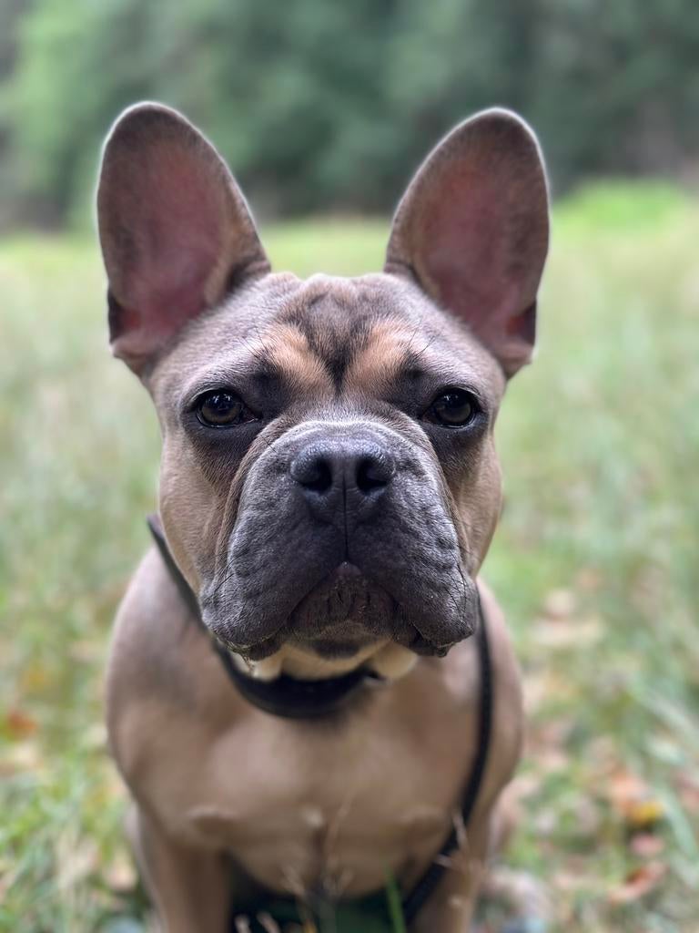 Lieve franse Bulldog reu zoekt nieuw huisje, Dieren en Toebehoren, Honden | Bulldogs, Pinschers en Molossers, Reu, Parvo, Bulldog