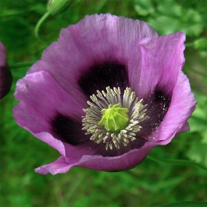 Zaden klaproos paars/ mauve (Papaver somniferum), Ophalen of Verzenden, Najaar, Volle zon, Zaad