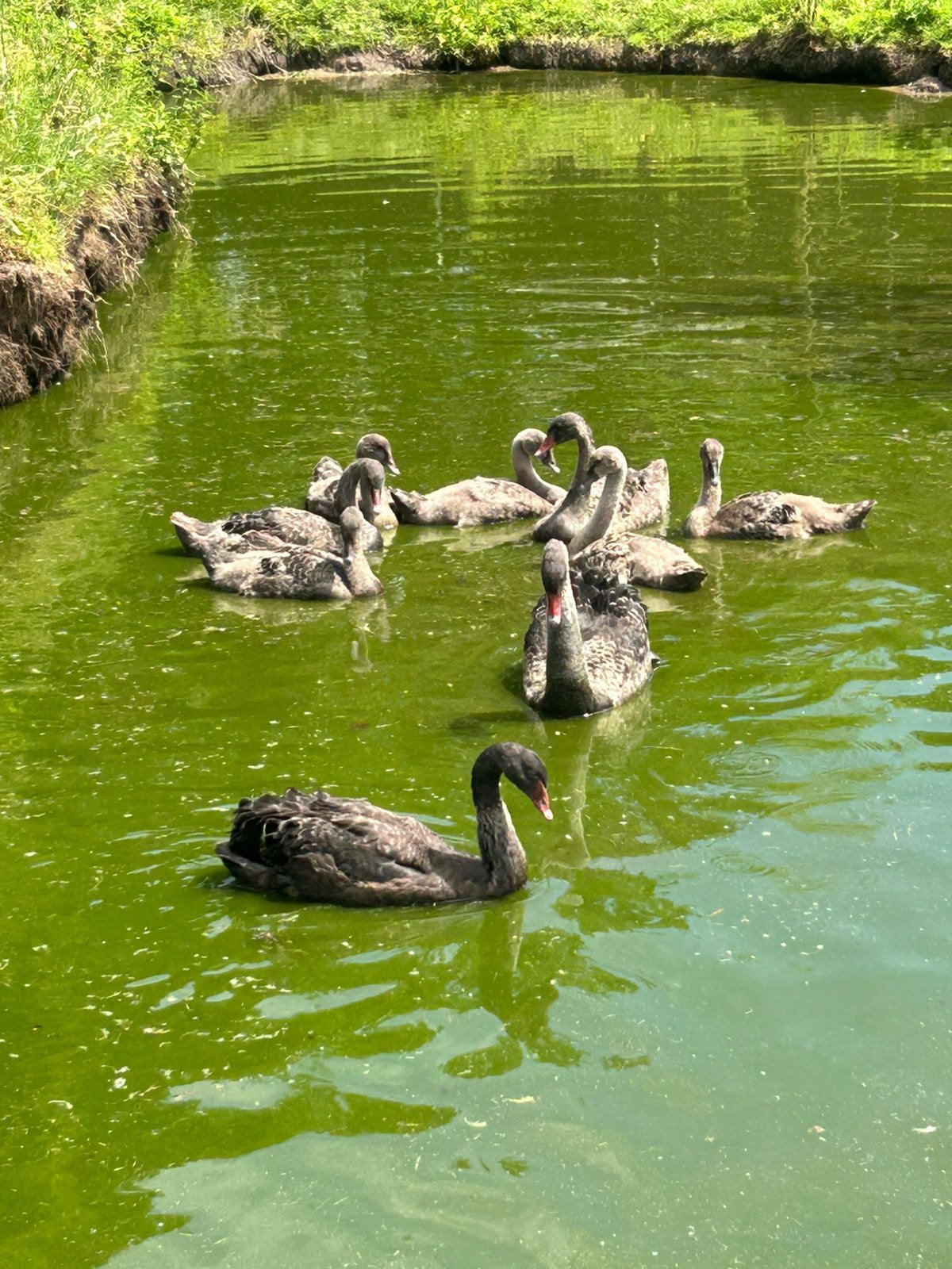 Zwarte zwanen, Dieren en Toebehoren, Pluimvee, Meerdere dieren, Gans of Zwaan