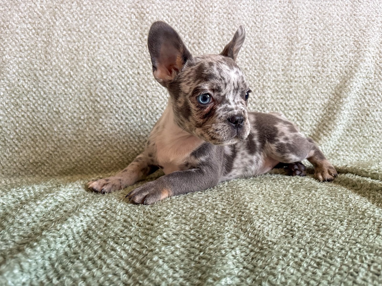 Franse bulldog pups met arfe stamboom, Dieren en Toebehoren, Parvo, 8 tot 15 weken, Bulldog, Meerdere
