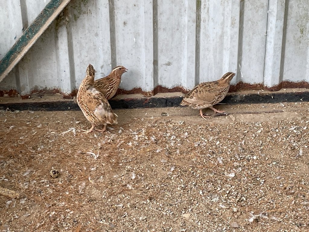 Japanse kwartels, Dieren en Toebehoren, Meerdere dieren, Overige soorten