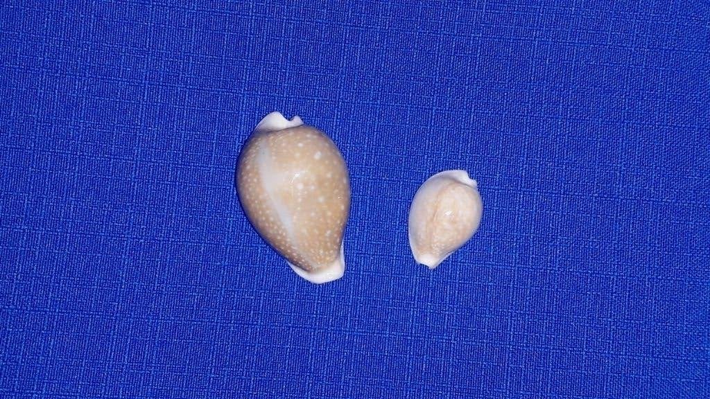 Schelpen, Cypraea miliaris, set van 2 stuks., Ophalen of Verzenden, Schelp(en)