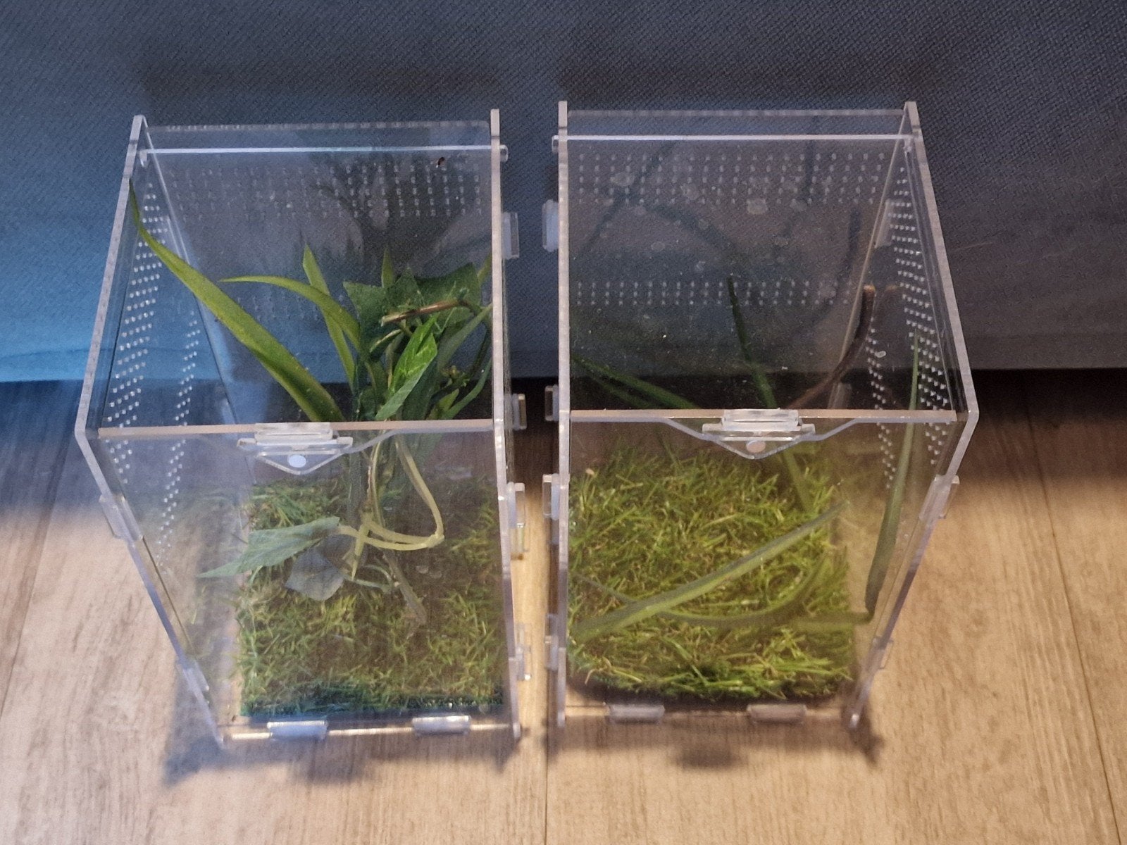 2 keer insecten verblijven voor kleinere mantis soorten., Ophalen of Verzenden, Zo goed als nieuw, Plant(en), Steen of Hout