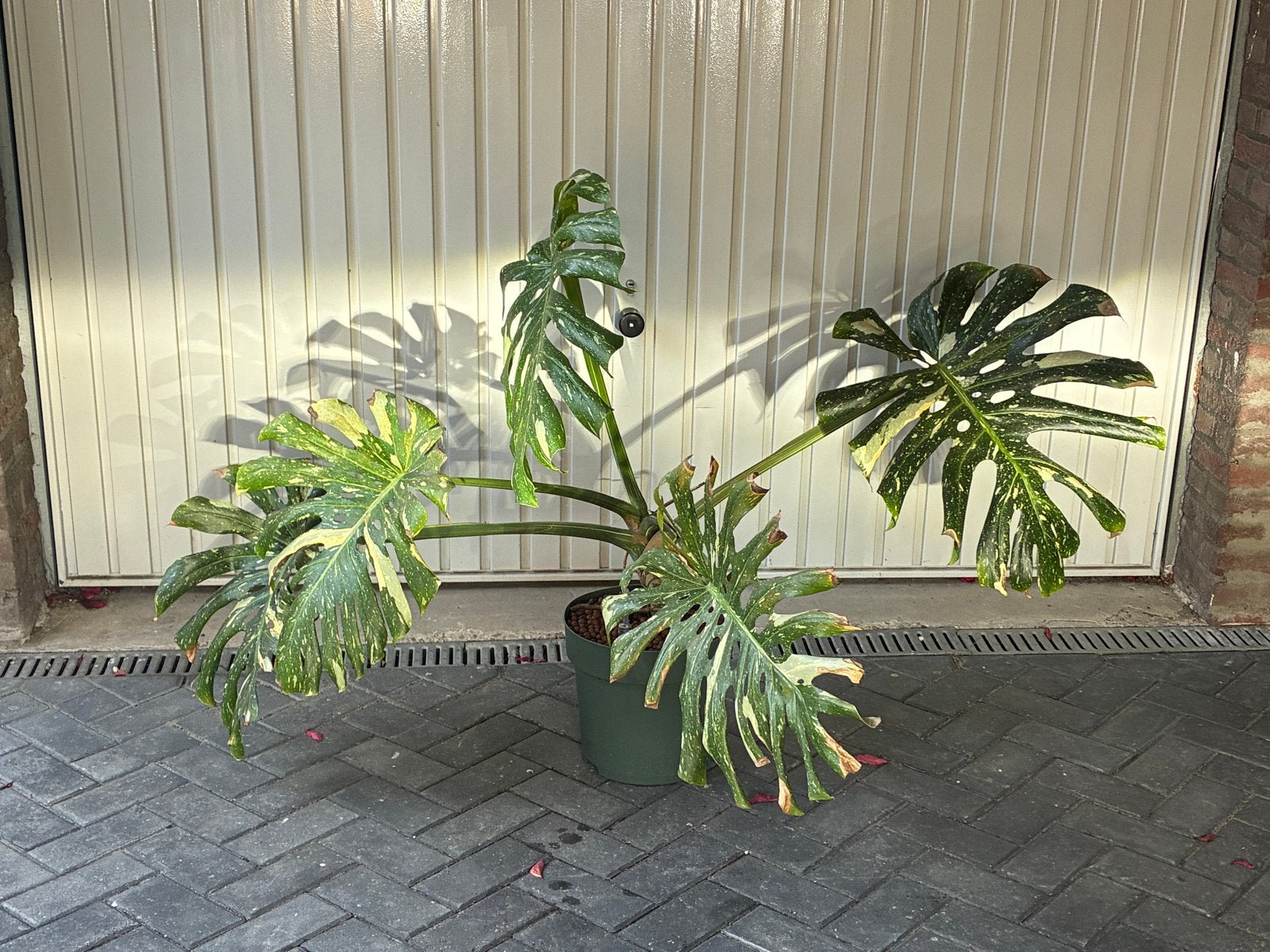 Grote Monstera Thai Constellation in pot, Ophalen, 100 tot 150 cm, Overige soorten, Halfschaduw
