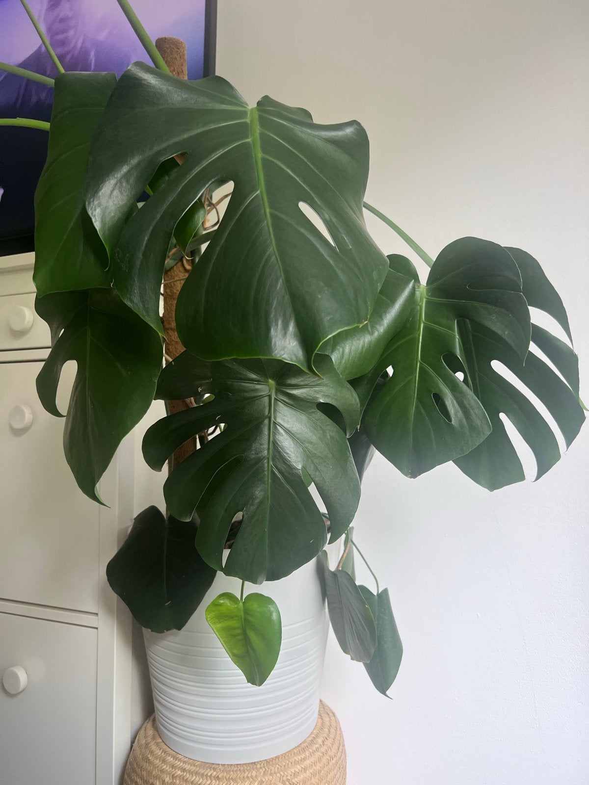 Monstera plant inclusief grote pot en stok, Overige soorten, Vaste plant, Ophalen of Verzenden, Bloeit niet