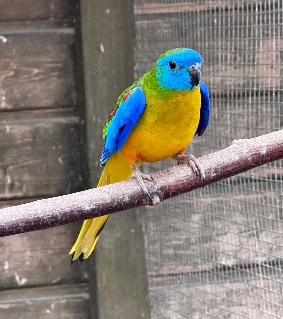 Turquoisine parkiet man, Dieren en Toebehoren, Vogels | Parkieten en Papegaaien, Mannelijk, Parkiet