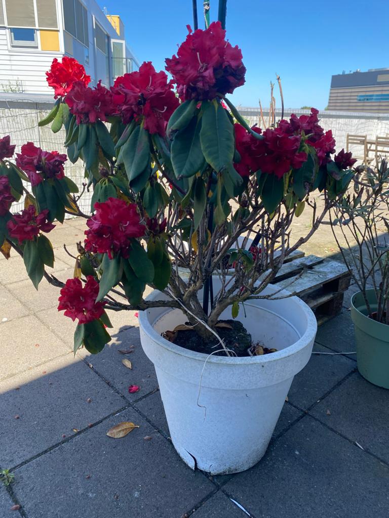 Rhododendron in pot - Prachtige bloeiende plant, Vaste plant, Halfschaduw, Lente, Ophalen