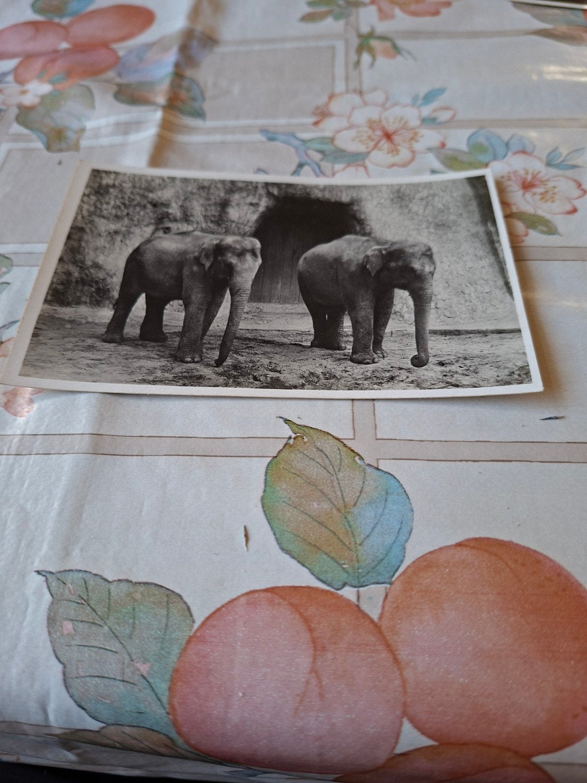Set van 7 oude foto's Burgers' Natuur-Dierenpark Arnhem, Verzamelen, Ophalen of Verzenden, 1940 tot 1960, Ongelopen, Gelderland