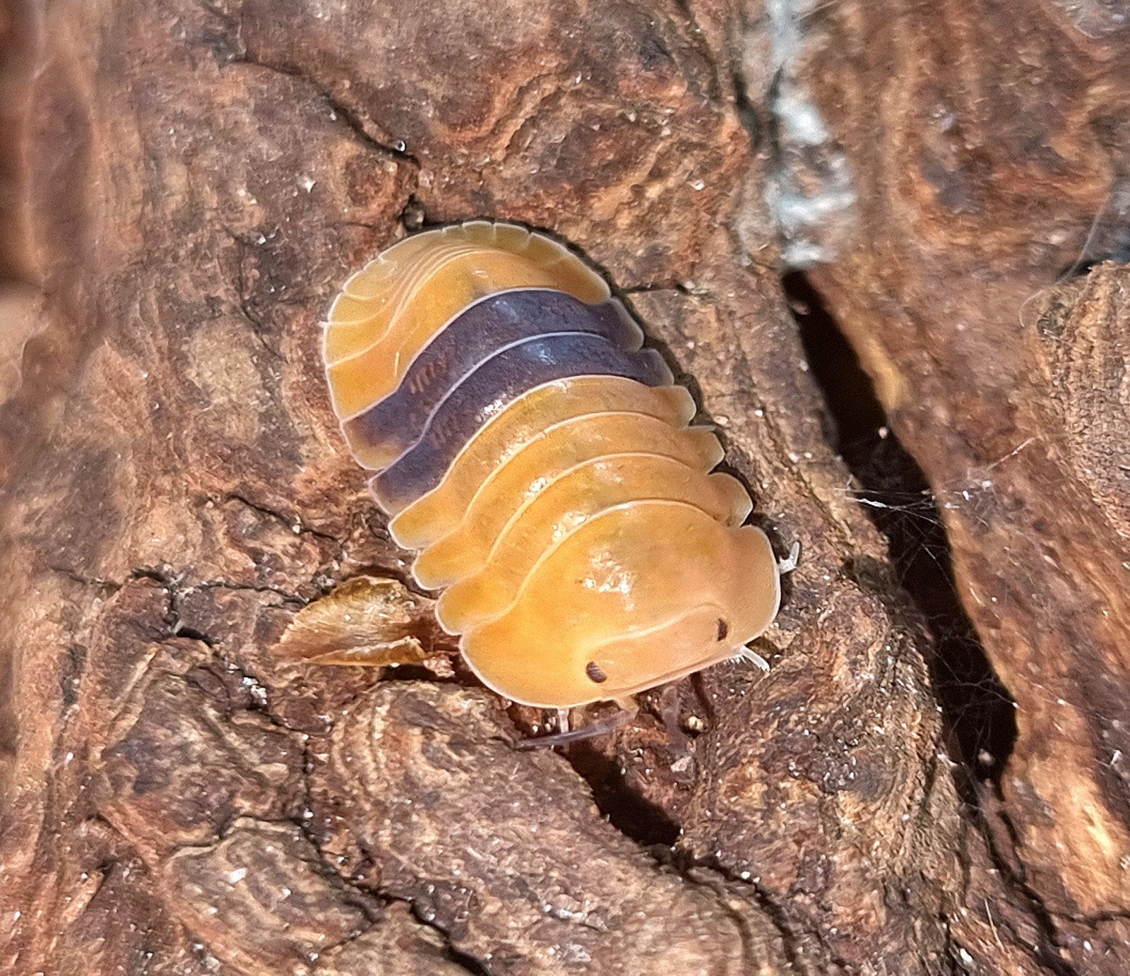 Cubaris sp. 'Amber Ducky' isopods pissebedden, Overige soorten