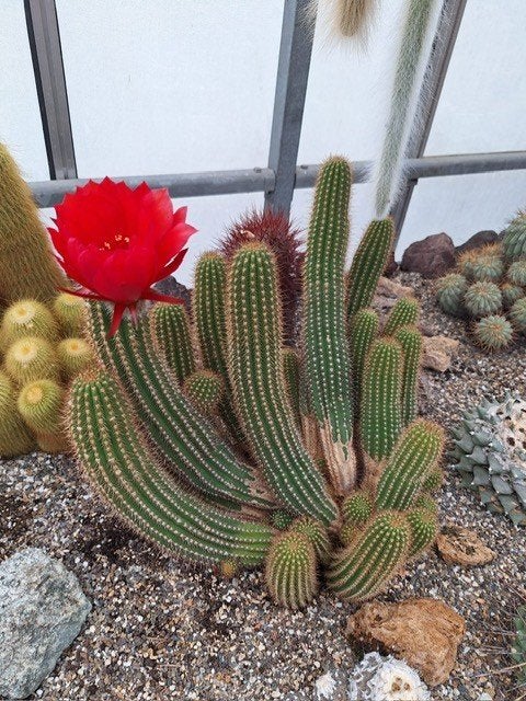 Pindacactus, Echinopsis chamaecereus, 47 cm breed 36 cm hoog, Ophalen, Cactus, Halfschaduw, Minder dan 100 cm