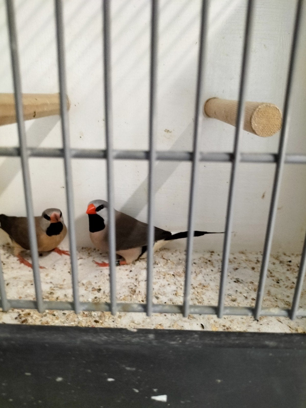 te koop, Dieren en Toebehoren, Meerdere dieren
